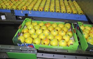 Door de toetreding tot WTO gaan de importheffingen per eind augustus omlaag. Bij appels halveren de heffingen. Door de lagere prijzen voor Russische consumenten zal dit tot meer consumptie leiden.
