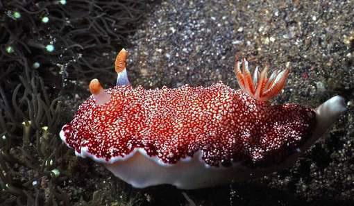 Slak ontdekt met wegwerppenis Geschreven door ReefSecrets schrijven als "een wegwerppenis".