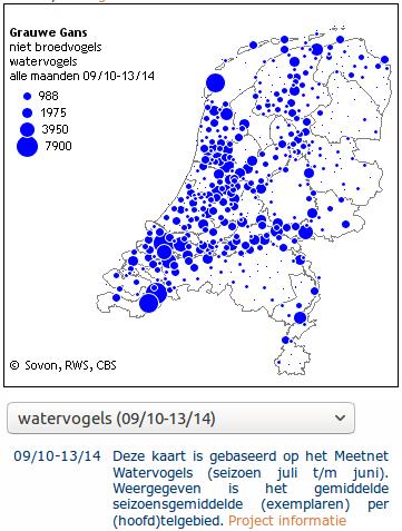 De aantallen stegen vanaf 1975 enorm, een gevolg van de toegenomen Noordwest-Europese broedpopulatie inclusief de Nederlandse.