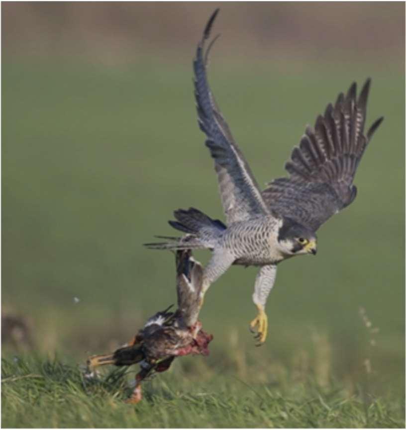 De toename in de Nederlandse Waddenzee verschilt tussen kombergingen: de toename is bijvoorbeeld duidelijk te zien in de kombergingen van het Eierlands Gat en het Vlie, maar afwezig in het Marsdiep.