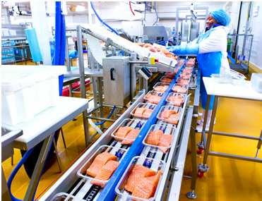 Zalm, Pangasius en Witvis - 17000 ton vis/jaar: 70% vers, 30%