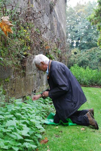 148 augustus 2015 jaargang 104 8 natuurhistorisch maandblad FIGUUR 5 Slakken zoeken bij de stadsmuur van eind 14e eeuw in het Aldenhofpark (foto: Bert Lever). ten te vestigen [figuur 2].