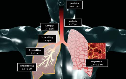 Maar kleinere fijnstof deeltjes dringen tot diep in de longen door en richten daar schade aan. Ultra-fijnstof dringt zelfs door tot in de bloedsomloop.