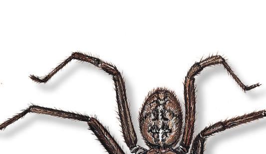 DE HUISSPIN Tegenaria domestica Deze dikke harige spin is ongevaarlijk voor de mens.