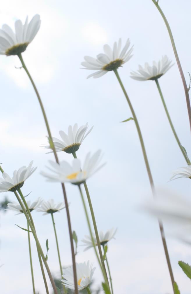 Visie & missie NL Greenlabel Visie NL Greenlabel helpt ambities meetbaar te maken en daadwerkelijk te komen tot een aantoonbare gezonde woon-, werk- en leefomgeving waarbij groen en duurzaam centraal