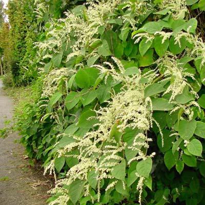 150 cm 30 cm Voor een zonnige plaats Hoogte volwassen plant Onderlinge plantafstand 15 cm Fallopia japonica Japanse