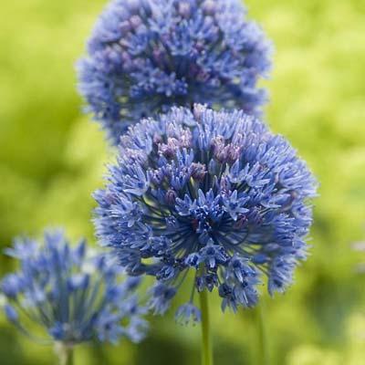 Allium Sierui blauw De sierui steelt de show met zijn prachtige blauwe kleur.