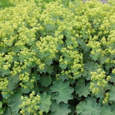 40 cm 25 cm Alchemilla mollis Zachte vrouwenmantel geel Vrouwenmantel is een bijzonder sterke, langbloeiende en dankbare vaste plant en