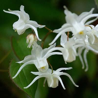 Epimedium youngianum Elfenbloem Mooie helderte bloei. Doet het ook zeer goed als bodembedekker.