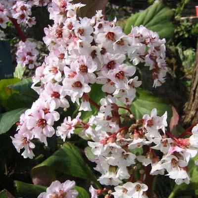 Bergenia Schoenlappersplant De schoenlappersplant is een geliefde zuiverte plant.