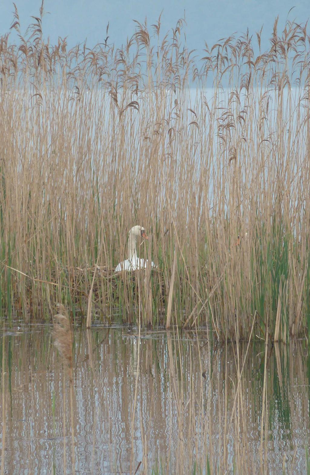 Willem van Manen Broedvogels van de