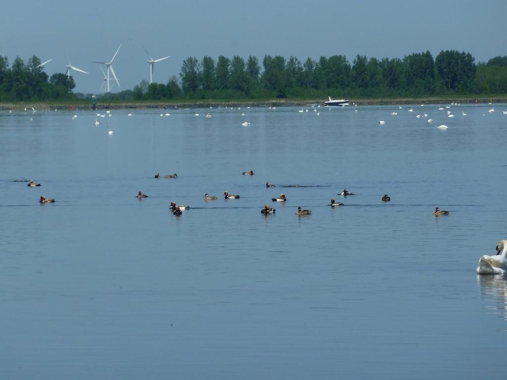 Broedvogels van De Randmeer Oeverlanden in 2014 Samenvatting De Randmeer Oeverlanden (49,8 ha) betreft een lintvormige verzameling percelen langs de oever van het Veluwemeer tussen Elburg en