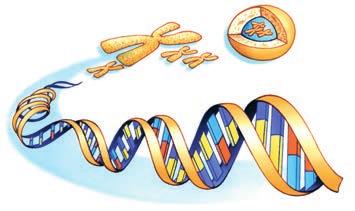 DNA Chromosoom Schematische weergave van een gen. C C C Cel Dit erfelijke materiaal zit in de celkern op de chromosomen. Chromosomen zijn opgebouwd uit DNA.