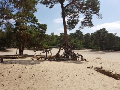 1. In het bos volgen we route 2 en slaan al snel rechtsaf. De wandeling gaat eerst door een terrein met verspreide, tamelijk steile heuvels.