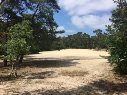 Even later doorkruisen we twee vlakten waar het zand hier en daar soms nog wat stuift en de paden nogal mul zijn. Duidelijk is te zien dat rondom zandverstuivingen zich zand ophoopte. 3.