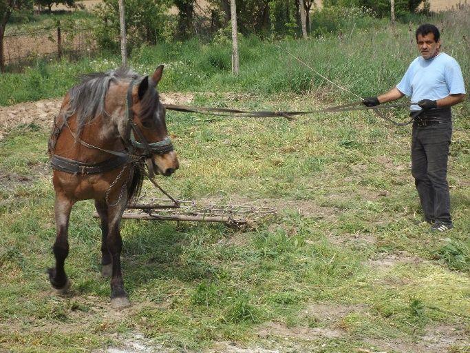 Csabi, een Hongaarse Roemeen van 31 jaar komt vaak vanuit Arad naar Telechiu.