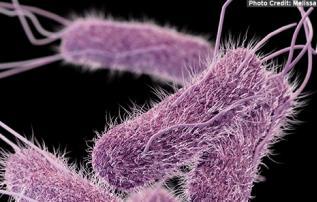 Conclusies Campylobacter spp. Het resistentieprofiel bij Campylobacter jejuni is stabiel gebleven sinds 2014.