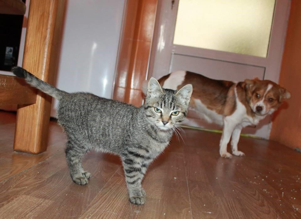Sapphire, Smokey & Charley Gered 17 September 2015 Deze drie kittens warden naar de opvang gebracht, iemand had ze ergens samen gevonden.