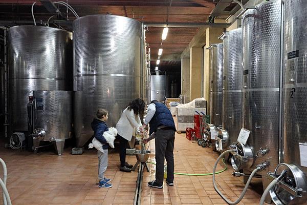 We zijn weer terug in het productiegebied van de verdicchio. De bodem van deze wijngaarden bestaat uit kalksteen met klei.