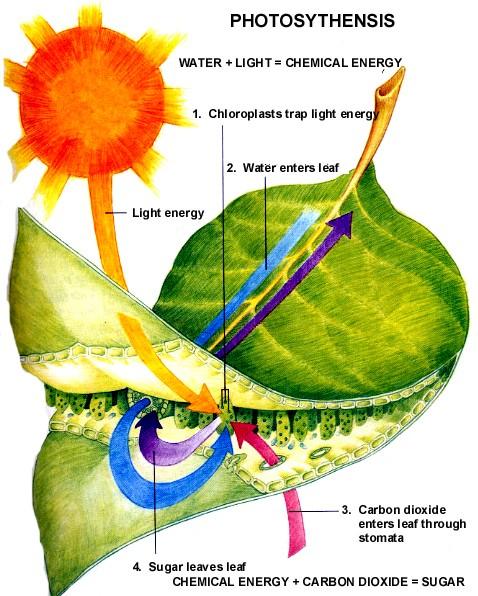 1. Inleiding 1.1 Inleiding fotosynthese Planten nemen water en voedingsstoffen op via hun wortels en CO via de huidmondjes in hun bladeren.