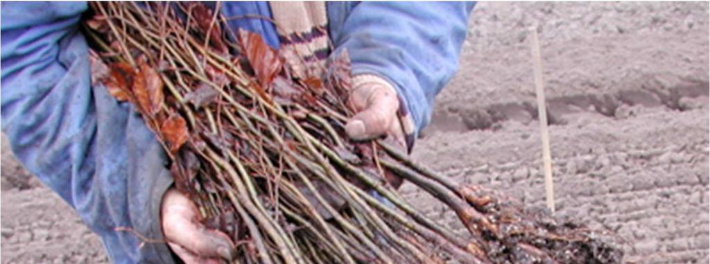 Welke beplantingsvorm past daarbij?