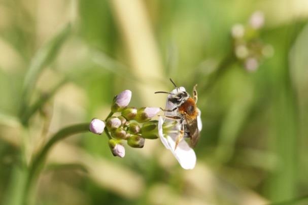 Voorbeelden van generalisten zijn de bijensoorten honingbij (Apis melifera), weidehommel (Bombus pratorum, Figuur 4) en Roodgatje (Andrena haemorrhoa, Figuur 6) en imago s van dagvlinders als
