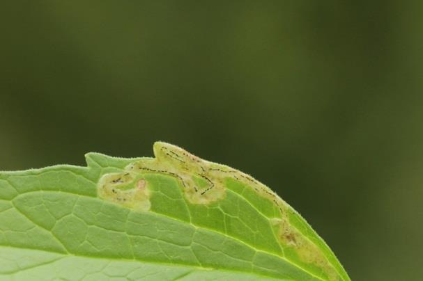 Generalisten maken gebruik van veel plantensoorten, waaronder uitheemse. Specialisten maken gebruik van weinig plantensoorten, die vooral inheems zijn.