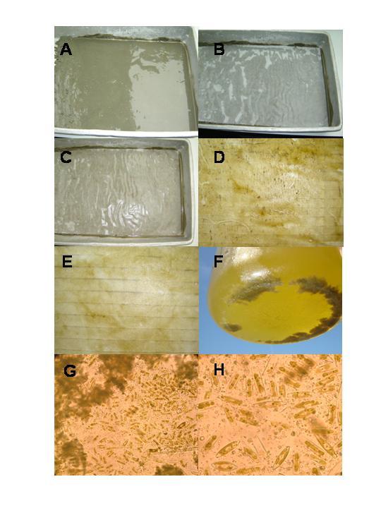 Rapport C052/05 pagina 5 van 6 Figuur 1: Verzamelen van benthsiche algen in het laboratorium.