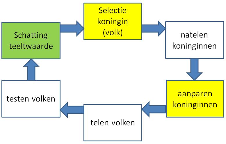5. Teeltcyclus en de theorie van teeltwaardeschatting Telen en selectie (teeltkeus) is een cyclisch gebeuren dat plaatsvindt in opvolgende generaties.