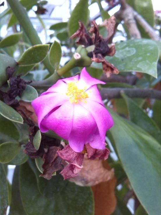 Na de pauze stelt Erik Bruinenberg ons zijn plant van de maand voor: Pereskia grandiflora De Pereskia grandiflora is één van de meest primitieve cactussen die er zijn.