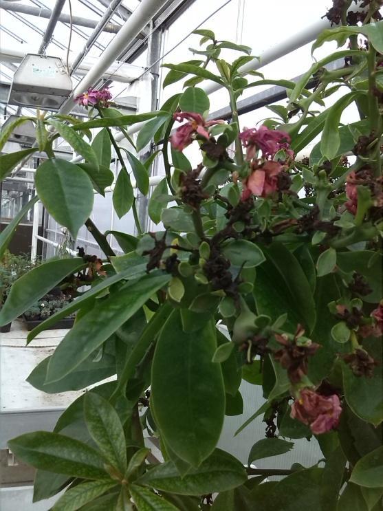 De Pereskia grandiflora word een struik van 5 meter tot een kleine boom van 7 meter hoog. Hij houdt het hele jaar zijn blad en maakt scheuten van 50 tot 80 cm lengte.