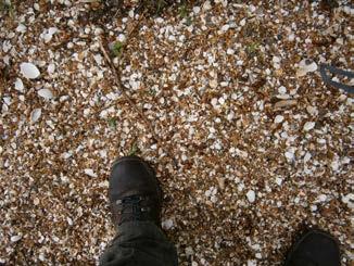 Aanbeveling: Wals alle schelpenpaden vlak aan zodat er een berijdbaar pad ontstaan voor rolstoelgebruikers. 6.