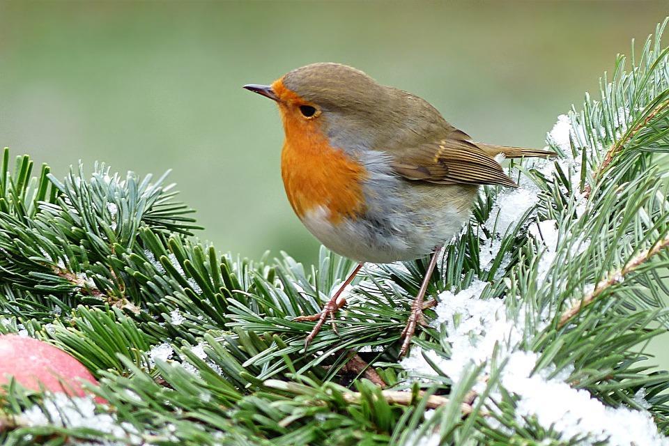 Deze maand start de winter, help de vogeltjes als er sneeuw en/of ijs ligt door ze in je tuin voedsel aan te bieden. Op 5 december vieren wij de verjaardag van Sinterklaas.