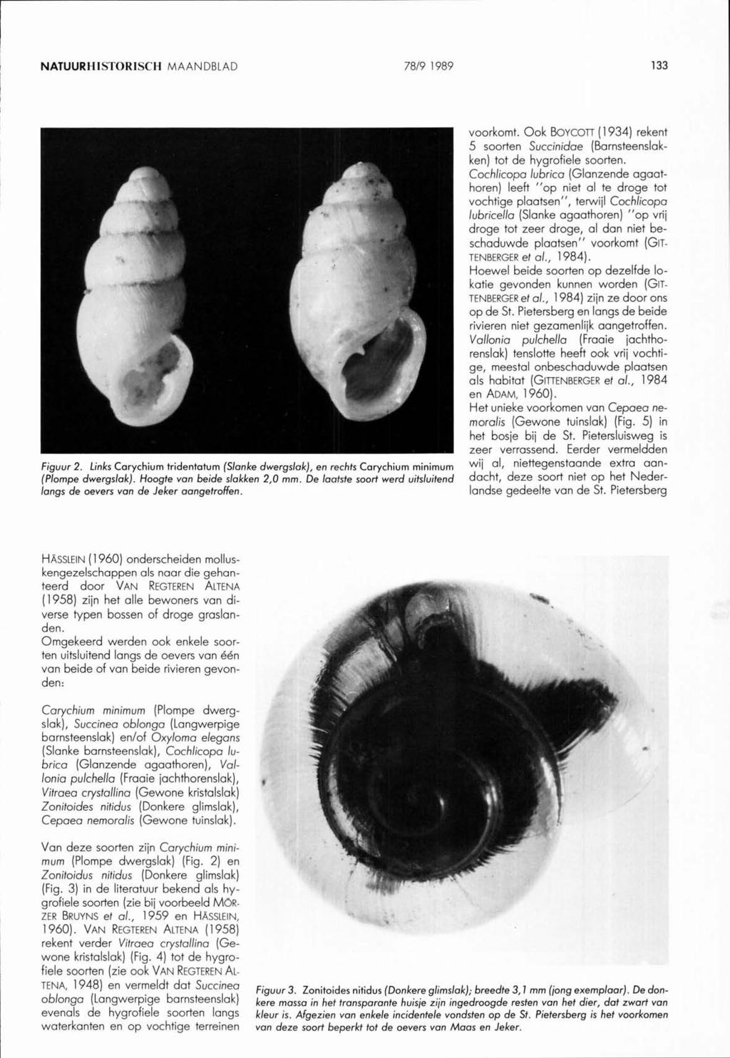 voorkomt. Ook BOYCOTT ( 1934) rekent 5 soorten Succinidae (Barnsteenslakken) tot de hygrofiele soorten.