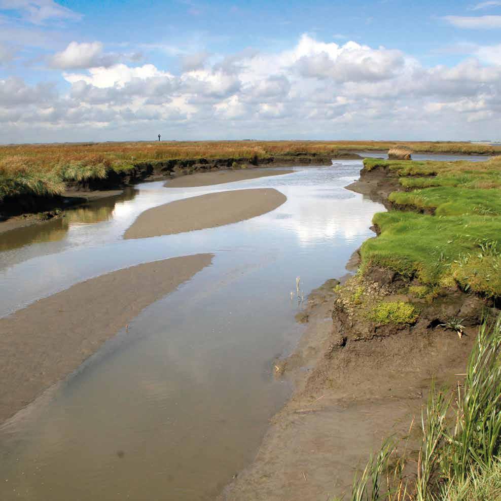 De Hedwige-Prosperpolder krijgt dan een gevarieerde natuur, met een mozaïek van onbegroeide en begroeide delen met verschillende plantensoorten.