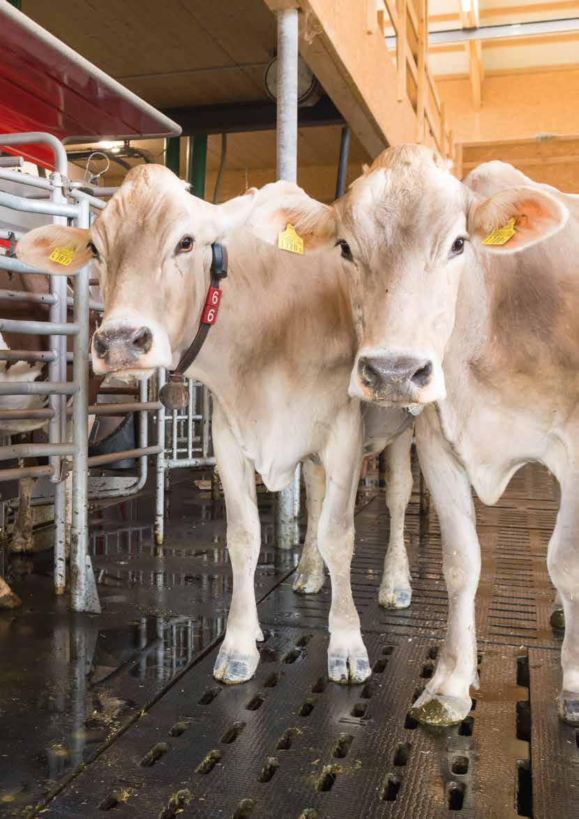 12 13 Cow Care Gezonde koeien voor een gezond bedrijf Gezonde koeien zijn essentieel voor een gezonde bedrijfsvoering.