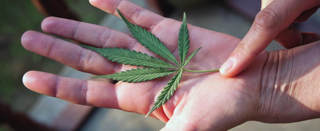 INLEIDING Achtergrond Cannabis is in Nederland zowel onder jongeren als onder volwassenen de meest gebruikte drug.