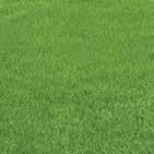 Voetbalvelden gezaaid ProNitro gecoat graszaad zijn sneller bespeelbaar en zodentelers hebben minder last van straatgras en kunnen hun product sneller