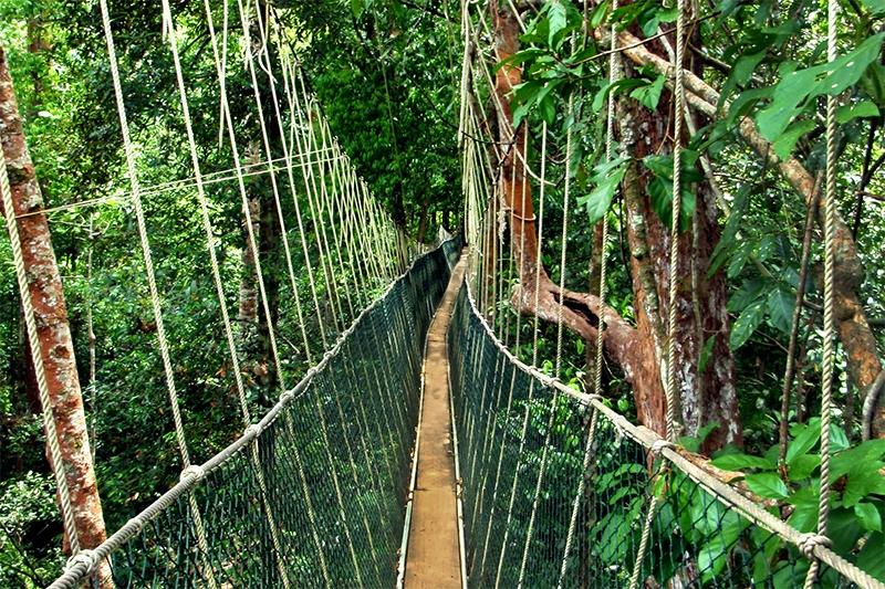 Dag 6: Taman Negara Nationaal Park / Excursie Canopy Walk en Bukit Teresek 's Ochtends maak je een spectaculaire canopy walk, die je via 9 hangbruggen hoog door de toppen van de woudreuzen voert.