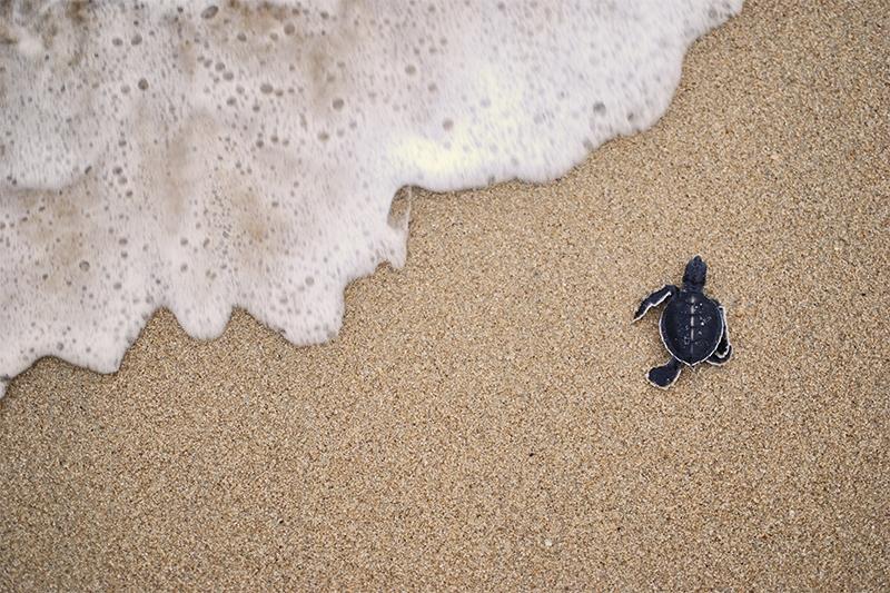 Dag 14: Kota Bharu ± Schildpaddencentrum ± Cherating Je volgt de kustlijn van de Zuid-Chinese Zee zuidwaarts richting Cherating. Onderweg bezoek je het Schildpaddencentrum.