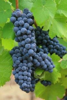 Pinot Noir wereldwijd Pinot Noir is waarschijnlijk de meest wispelturige druif die een wijnbouwer zich kan voorstellen: hij gedijt goed op een arme bodem, maar dan weer niet té arm, een vochtig
