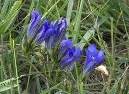 Het gentiaantjeblauwtje is een vlindersoort die de gentiaanplant nodig heeft voor haar voortplanting.