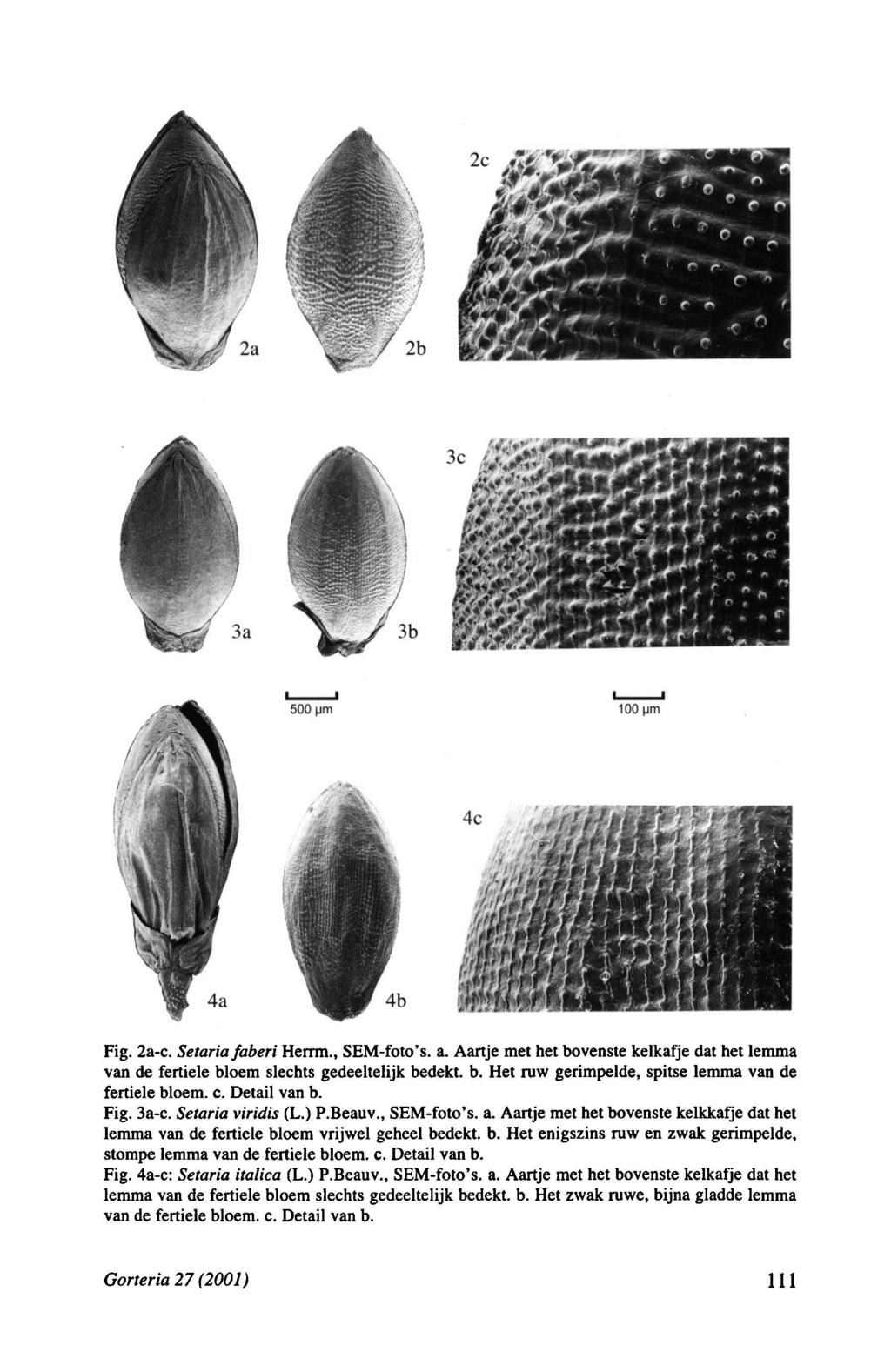 Fig. 2ac. Setaria faberi Herrm., SEMfoto s. a. Aartje met het bovenste kelkafje dat het lemma van de fertiele bloem slechts gedeeltelijk bedekt, b.