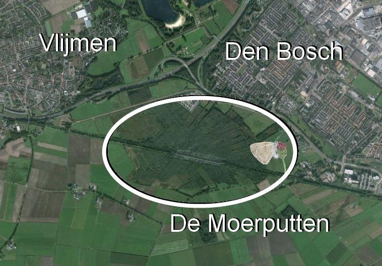 Introductie Als je vanuit Den Bosch naar het zuidwesten gaat kom je terecht in het natuurgebied: De Moerputten (Figuur 1). Op de graslanden van dit gebied vliegt sinds 1990 een bijzondere vlinder.