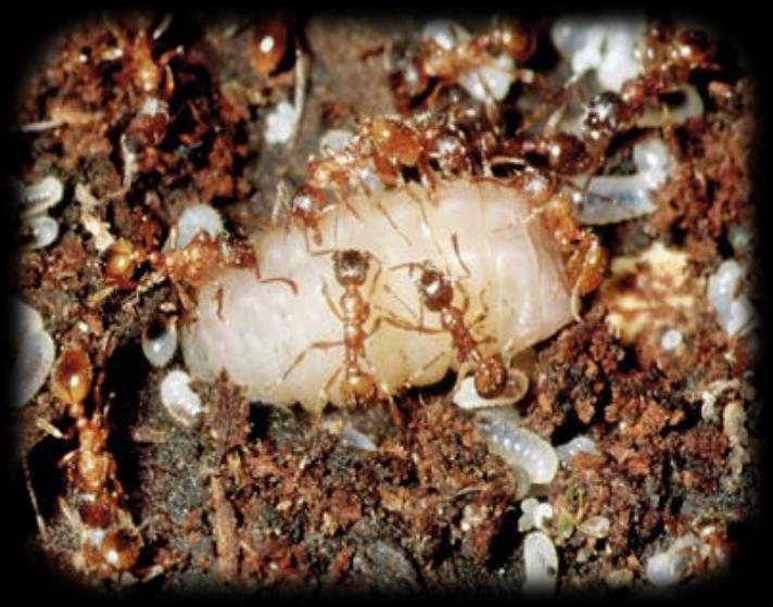 In het mierennest Als de rups van het pimpernelblauwtje eenmaal in het mierennest is terechtgekomen begint haar dieet van mierenlarven.