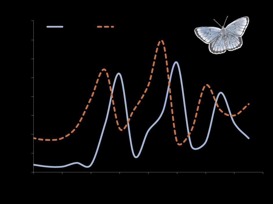 Wisselende populaties Sinds de vlinder is uitgezet in 1990, wordt er jaarlijks geteld hoeveel pimpernelblauwtjes er in de Moerputten vliegen.