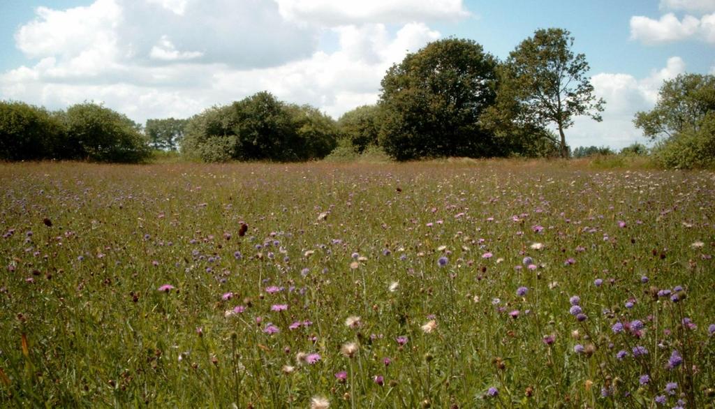 Habitat Het pimpernelblauwtje komt in Nederland alleen voor in de Moerputten op de vochtige matig voedselrijke hooilanden.