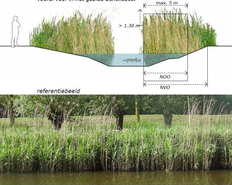 5.4 Oevertype IV: waterriet Het oevertype IV bestaat net als oevertype III voornamelijk uit rietvegetatie (>1,3 m hoog). Waterriet wordt echter gekenmerkt door een bredere oeverzone (circa 5 m).