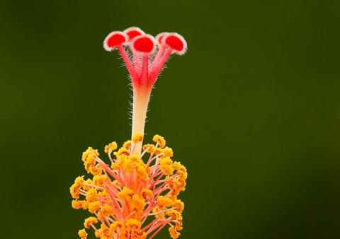 Stamper Chinese Roos Binnenin zien we dat grote groene geval. Als we net de mannelijke voortplantingsorganen gehad hebben, dan is dit natuurlijk het vrouwelijke voortplantingsorgaan.