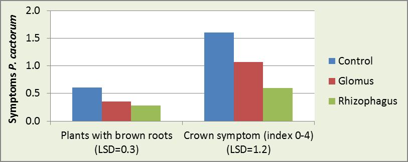 Aardbei-plantgoed in organisch substraat Potgrond bevat geen mycorrhiza Inoculatie met mycorrhiza Rhizophagus irregularis Wortelkolonisatie gemeten na 6 weken ~50 % reductie
